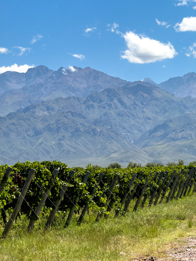 Viñedos Cuvelier Los Andes al pie de la Cordillera